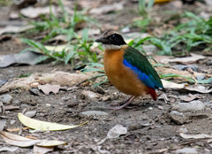 Pitta moluccensis