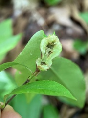 Contarinia cerasiserotinae