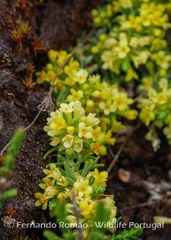 Thymelaea coridifolia dendrobryum
