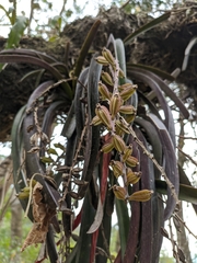 Aerides multiflora