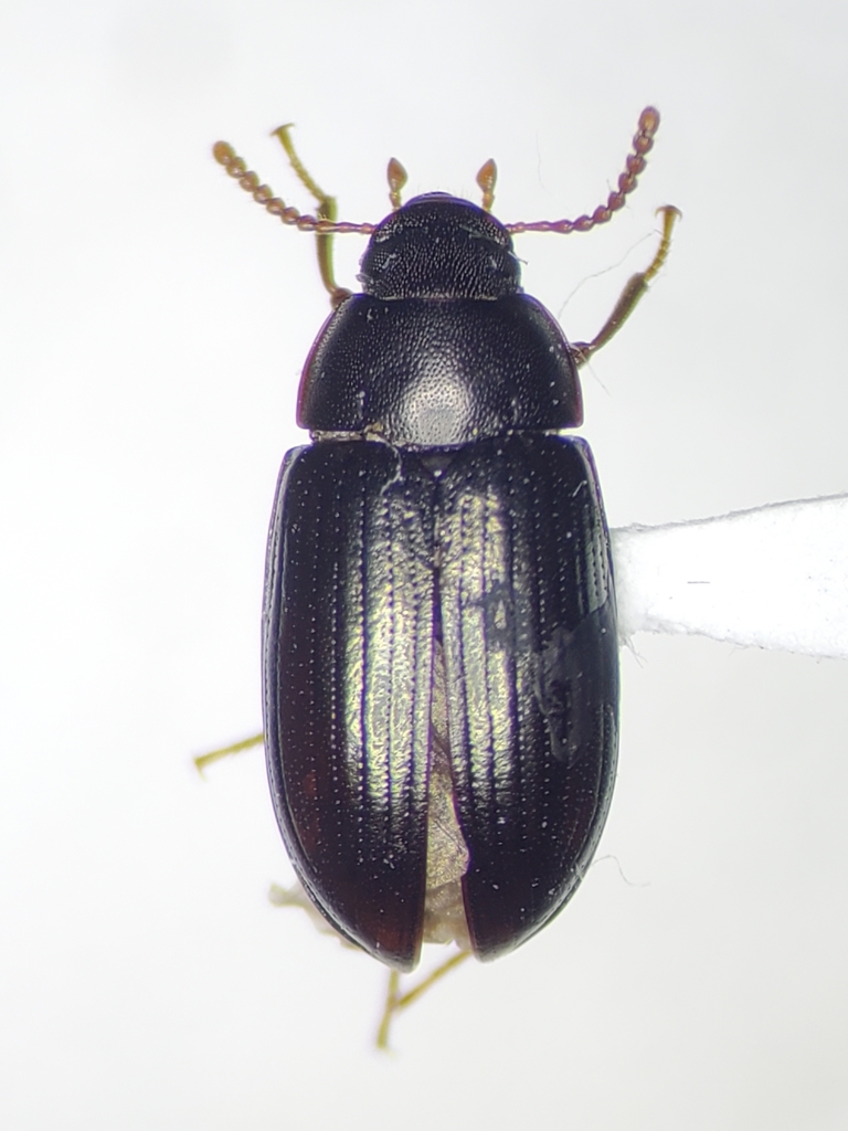 Platydema picilabrum