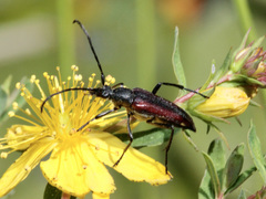 Stenurella approximans