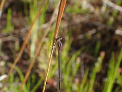 Argia bipunctulata