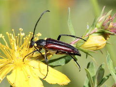 Stenurella approximans