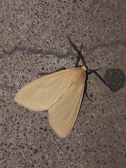 Pareuchaetes aurata