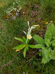 Primula stuartii
