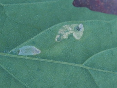 Pegomya