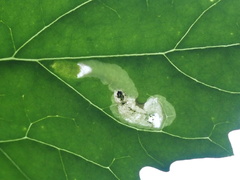 Pegomya