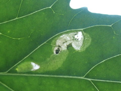 Pegomya