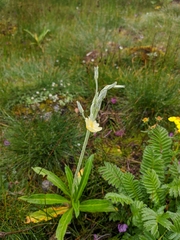 Primula stuartii