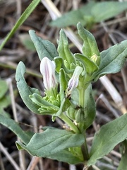 Spigelia hedyotidea