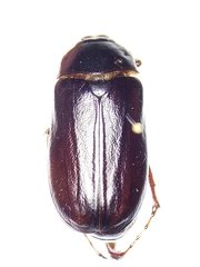 Phyllophaga vehemens