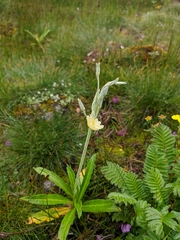 Primula stuartii