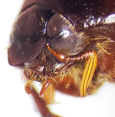 Phyllophaga vehemens
