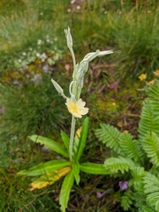 Primula stuartii