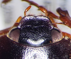 Phyllophaga vehemens