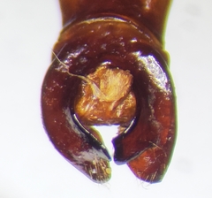 Phyllophaga vehemens