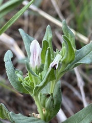 Spigelia hedyotidea