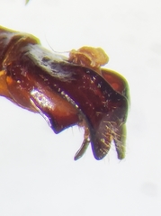 Phyllophaga vehemens