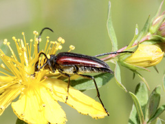 Stenurella approximans