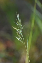 Danthonia sericea