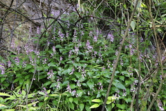 Scutellaria nigricans