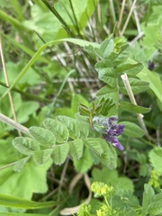 Vicia sepium