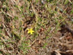 Hudsonia ericoides