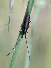 Agapanthia cardui