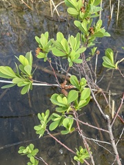 Myrica
