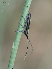 Agapanthia cardui