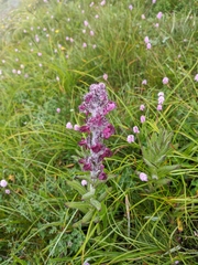 Pedicularis trichoglossa
