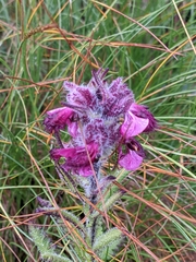 Pedicularis trichoglossa