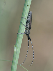 Agapanthia cardui