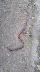 Erythrolamprus bizona