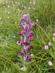 Pedicularis trichoglossa