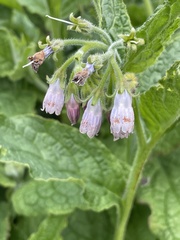 Symphytum officinale