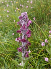 Pedicularis trichoglossa