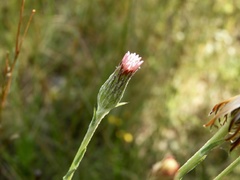 Noticastrum gnaphalioides