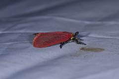 Arctioblepsis rubida