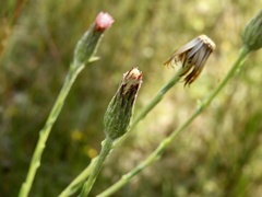 Noticastrum gnaphalioides