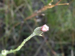 Noticastrum gnaphalioides
