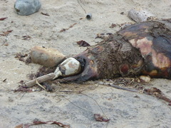 Zalophus californianus
