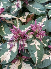 Graptophyllum