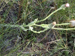 Noticastrum gnaphalioides