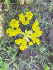 Euphorbia