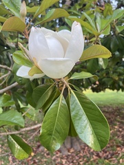 Magnolia grandiflora