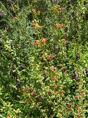 Scrophularia sambucifolia