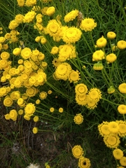 Santolina chamaecyparissus