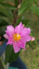 Pereskia